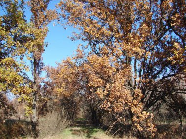 Panorama of the Khortytsky forest dressed in a festive autumn outfit of numerous shades of golden color against the background of a clear blue sky on the horizon. clipart