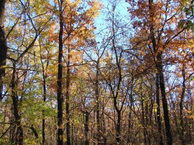 A view from the depths of the forest at the tops of trees shining with autumn leaves that have not yet fallen under the rays of the setting evening sun. clipart