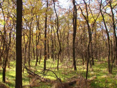 Sonbahar güneşinin ışınlarıyla aydınlanan genç Khorytsia ormanının manzarası ağaç gövdelerinden görünen mavi gökyüzünün arka planına karşı..