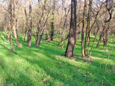 Sonbaharın sonlarına rağmen, ılık havanın gelişi şaşırtıcı bir şekilde orman ağaçlarının ayağını hoş bir yeşil çimen örtüsüyle kaplıyor..