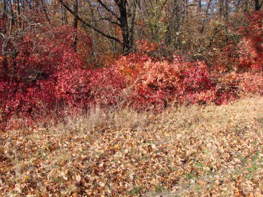 A natural picture of bright colors in late autumn that combines the golden colors of the carpet of fallen leaves and the orange shades of forest bushes on the island of Khortytsia. clipart