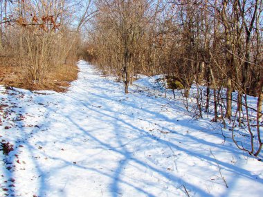 Dinyeper ormanlarının çıplak çalılıklarında süzülen karla kaplı bir orman yolu. Kış güneşinin ışınlarıyla aydınlatılıyor..