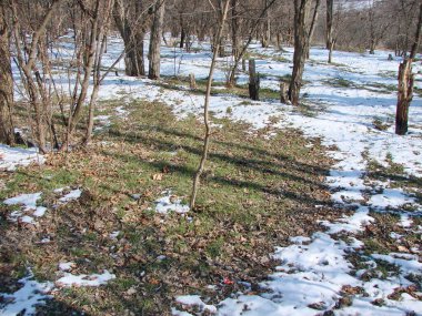 Orman ağaçlarının eteklerindeki taze yeşil çimlerle hoş bir karşılaşma. Kışın sonunda güneşin sıcak ışınları altında kendilerini kar esaretinden kurtarırlar..