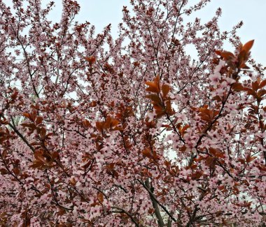 Ukrayna kirazlarının çiçek açması sırasında yumuşak pembe renklerin şaşırtıcı görüntüsü.