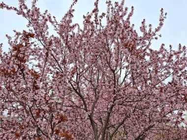 Ukrayna kirazlarının çiçek açması sırasında yumuşak pembe renklerin şaşırtıcı görüntüsü.