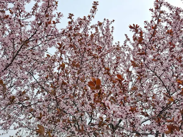 Bulutlu havada bile, çiçek açan ağaçlar ilkbaharın başlarında güzelliklerini kaybetmezler..