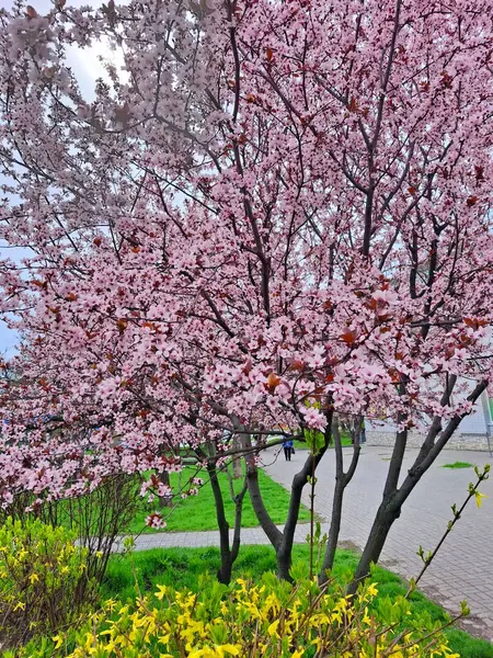 İlkbaharın başlarında şehir sakinleri, eşsiz bir bahar çeşitliliği olan çiçek açan doğayı çevrelemektedirler..