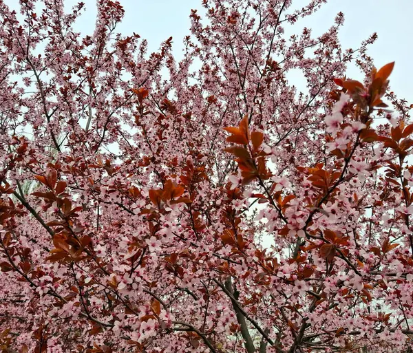Ukrayna kirazlarının çiçek açması sırasında yumuşak pembe renklerin şaşırtıcı görüntüsü.