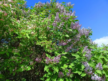 Mavi bahar gökyüzünün arka planında çiçek açan büyüleyici bir mor leylak manzarası.