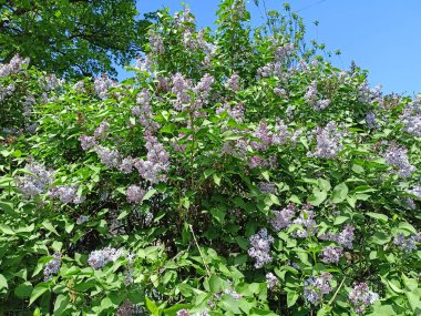 Mavi bahar gökyüzünün arka planında çiçek açan büyüleyici bir mor leylak manzarası.