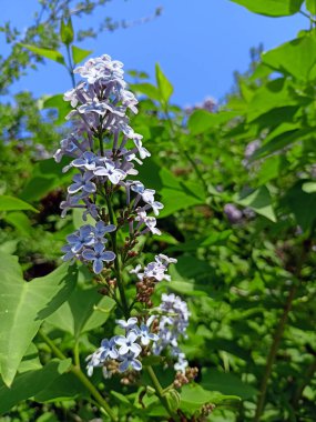 Çiçekli mor leylak sadece doğal güzelliği ile değil, aynı zamanda hoş bir sarhoş edici kokusuyla da geçenleri cezbeder..