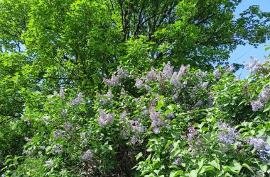 Güneşli bir günde parlak bahar renklerinin inanılmaz bir kombinasyonu izleyiciye leylak çiçeklerinin doğal bir resmini verir..