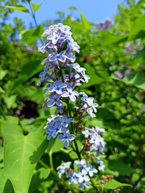 Çiçekli mor leylak sadece doğal güzelliği ile değil, aynı zamanda hoş bir sarhoş edici kokusuyla da geçenleri cezbeder..