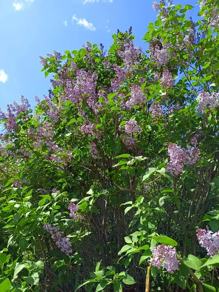 Mavi bahar gökyüzünün arka planında çiçek açan büyüleyici bir mor leylak manzarası.
