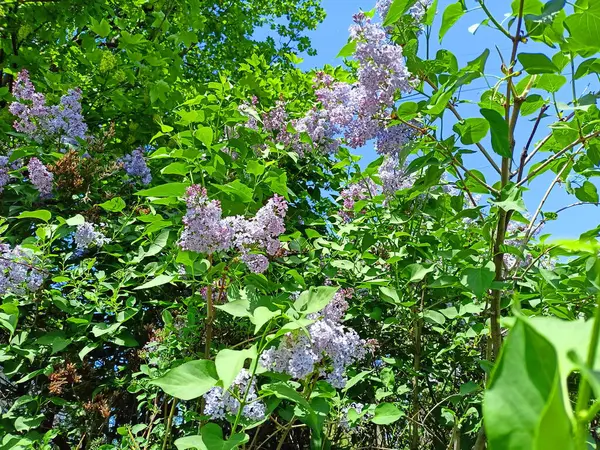 Güneşli bir günde parlak bahar renklerinin inanılmaz bir kombinasyonu izleyiciye leylak çiçeklerinin doğal bir resmini verir..
