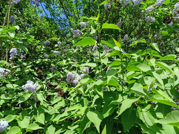 Güneşli bir günde parlak bahar renklerinin inanılmaz bir kombinasyonu izleyiciye leylak çiçeklerinin doğal bir resmini verir..