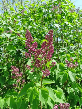 Genç leylak filizleri bir süre sonra muhteşem mor çiçeklere dönüşecek..
