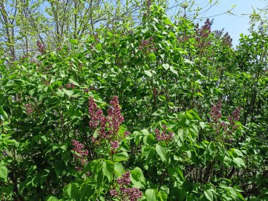 Genç leylak filizleri bir süre sonra muhteşem mor çiçeklere dönüşecek..