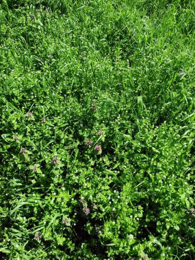 Bahar güneşinin parlak ışınları altında yemyeşil çiçek açan orman bitkisinin inanılmaz bir resmi..