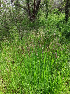 Genç yeşil bitki örtüsünden oluşan bir panorama düzleşmiş ve bozkır ormanlarının çalılıklarında güneş ışınlarına doğru hızla uzanıyor..
