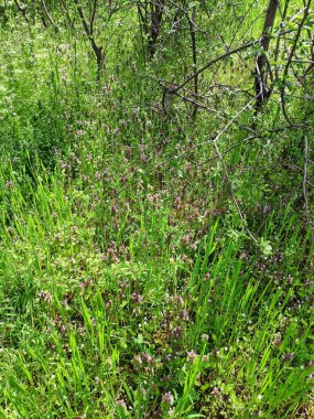 Bahar bitkilerinin yemyeşil çiçeklerinin inanılmaz güzelliği Hortumların ormanlarının dibinde, kızgın güneş ışınlarının altında..