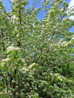 Baharın sonlarında güneşin parlak ışınları altında çiçek açan armut ağaçlarının güzelliğinin tadını çıkarmak tarifsiz bir keyif..