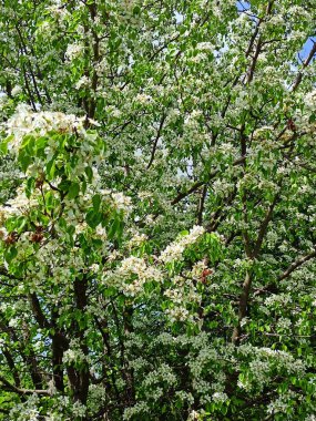 Baharın sonlarında güneşin parlak ışınları altında çiçek açan armut ağaçlarının güzelliğinin tadını çıkarmak tarifsiz bir keyif..