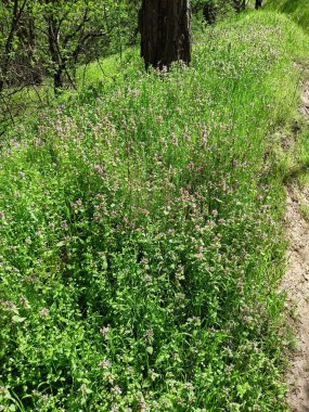 Khorytsia Adası ormanları arasında yabani çiçeklerin açtığı bir tarlaya rastlamak bir şifalı bitki koleksiyoncusu için inanılmaz bir şans..