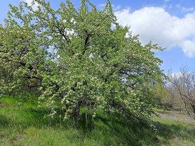 Baharın sonlarında güneşin parlak ışınları altında çiçek açan armut ağaçlarının güzelliğinin tadını çıkarmak tarifsiz bir keyif..