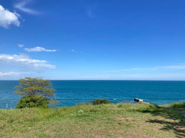 Ufuktaki mavi deniz yüzeyinin arka planında ağaçların dibinde genç sulu otlarla kaplı güneşli bir çayırın manzarası..