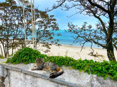 Bağımsız bir kedi, yorucu bir günün ardından sahilde dinlenmek için kıyı çalılıklarında kendine hoş bir yer buldu..