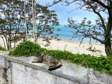 Bağımsız bir kedi, yorucu bir günün ardından sahilde dinlenmek için kıyı çalılıklarında kendine hoş bir yer buldu..