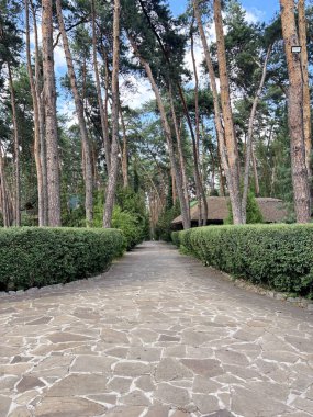 Geniş asfaltlı bir yol manzarası. Etrafı budanmış çalılarla çevrili. Genç bir çam ormanının derinliklerine doğru uzanıyor..