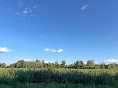 Dinyeper 'in kıyı bitkilerinin üzerinde berrak mavi bir gökyüzü manzarası akşam güneşinin ışınlarıyla aydınlatılan seller..