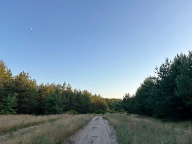 Batan güneşin ışınları altında ormanda yürüyen bir gezgine açılan bir gökyüzü manzarası..