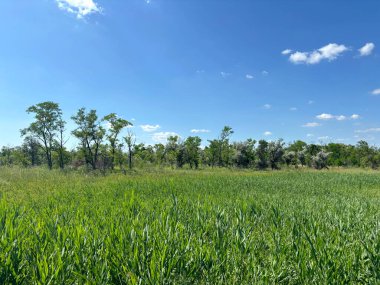 Bereketli tarla bitkisinin eşsiz güzelliği ufuktaki bozkır ormanlarının genç ağaçlarının arka planında güneşli mavi gökyüzünün altında..