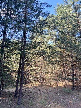 Çam ormanının derinliklerinde, dallarından görünen mavi gökyüzüne karşı yeşil çam ağaçlarıyla çevrili güneşli bir açıklık manzarası..