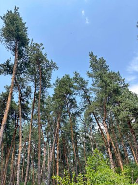 Genç, uzun yeşil çam ağaçlarından oluşan bir manzara, açık mavi gökyüzünün arka planına karşı, kötü hava koşullarında eğilmiş ve şekillerini kaybetmişler..