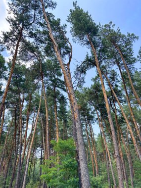 Genç, uzun yeşil çam ağaçlarından oluşan bir manzara, açık mavi gökyüzünün arka planına karşı, kötü hava koşullarında eğilmiş ve şekillerini kaybetmişler..