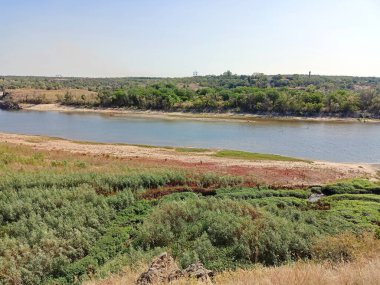 Dinyeper 'in kumlu kıyılarını çevreleyen kıyı bitkilerinin inanılmaz çeşitliliği.