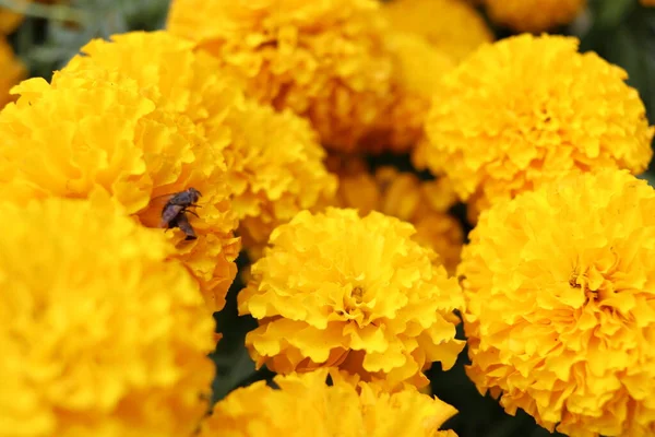 Grupo Floreciente Flores Caléndula Amarillo Brillante — Foto de Stock