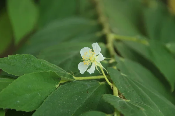 Biały Kwiat Dżemu Lub Jamajskiej Wiśni Kwitnie Gałęzi Zielonych Liściach — Zdjęcie stockowe