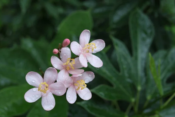 Ljusrosa Blommor Och Droppar Kronblad Cotton Leaved Gren Och Suddiga — Stockfoto