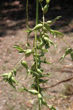 Karayip agave çiçeklerinin bir dalı ve bulanık arkaplan.