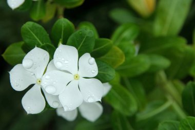 Madagaskar 'ın beyaz çiçekleri Periwinkle ve bulanık yeşil yapraklar arka planda, damlacıklar yaprakların üzerinde. Bir diğer isim de Batı Hint Periwinkle, Hint Periwinkle, Pembe Periwinkle, Yaşlı Kız kurusu, Vinca..