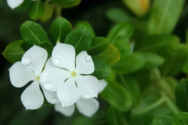 Vita Blommor Madagaskar Periwinkle Och Suddiga Gröna Blad Bakgrund Droppar — Stockfoto