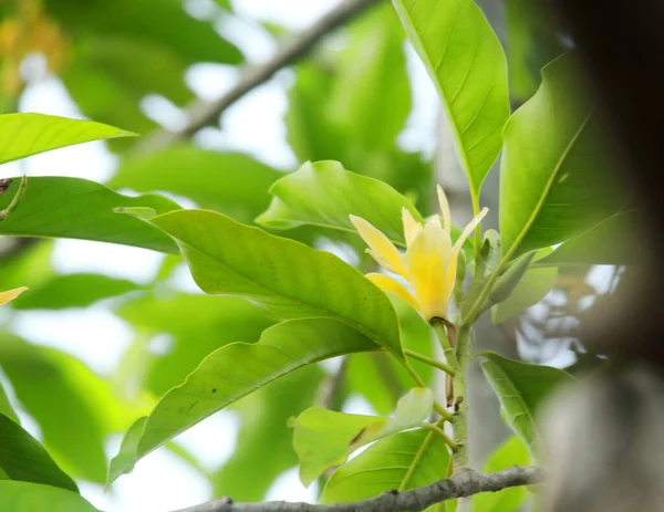 Light Yellow Flowers White Champaka Branch Green Leaves Thailand Another — 스톡 사진