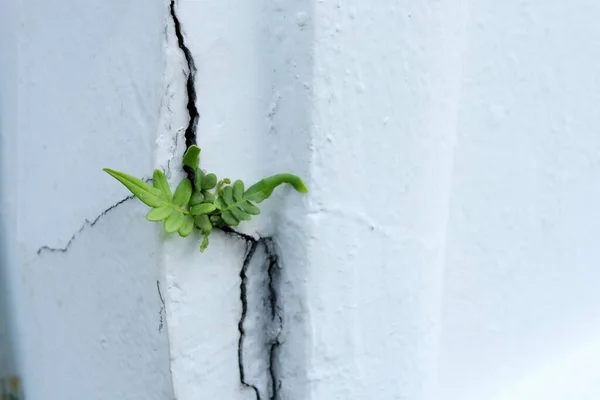 粉刷后白色水泥建筑墙角裂缝中蕨类种子的生长 — 图库照片