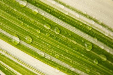 Beyaz ve yeşil paralel çizgiler ve yaprak yüzeyinde davullar.