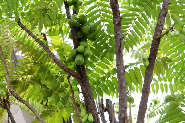 双年生或双年生的绿色果实 长在树干上 枝干顶部有复叶 — 图库照片